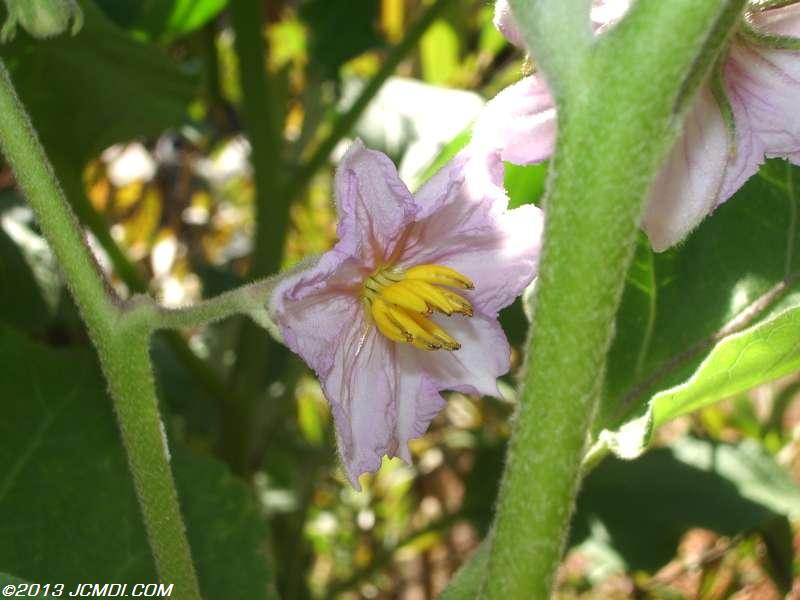 Eggplant flower, soon to become the strange fruit...